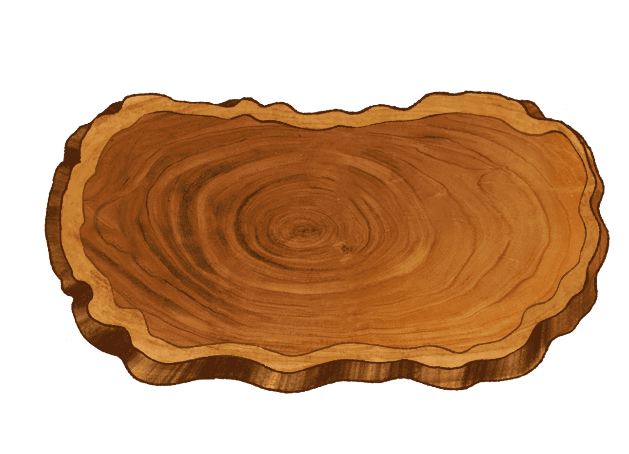 A cross-section slice of a tree trunk used as a table