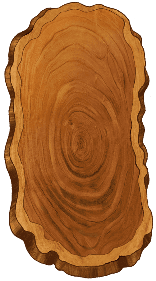 A cross-section slice of a tree trunk used as a table